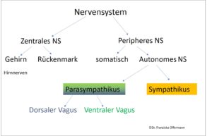 Das Nervensystem